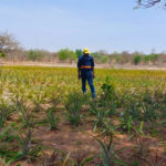 Agribio introduit la production de l’ananas au centre sud